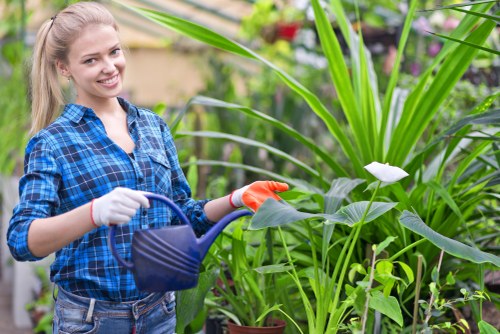 Gardener trimming a formal hedge in a Soho terraced front garden